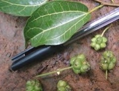 Morus mesozygia African mulberry
